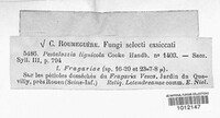 Pestalotia lignicola image